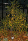 Rhamnus frangula 'Aspleniifolia' RCP12-06 030.jpg